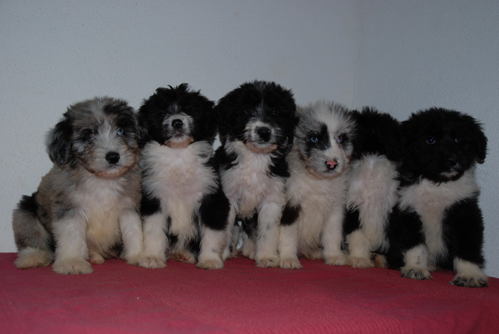 Aussiedoodle